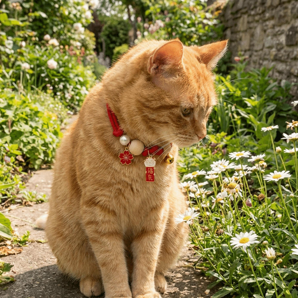 Fashion Adjustable Cat Flea Co – Ethnic Fashion Designers recenzja i cena
